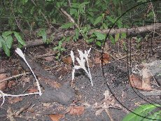 Безвременник теневой 001